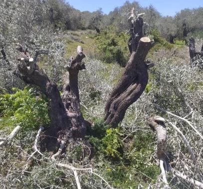 أشجار زيتون.jpg-bd17eca8-670a-4dd6-ba73-ef6ac17b6ee6.jpg