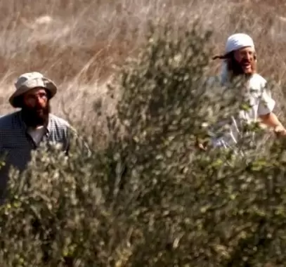 مستعمرون يسرقون ثمار الزيتون من أراضي سهل شرق طولكرم