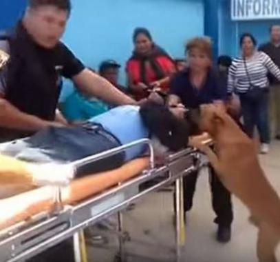 بالفيديو.. شاهدوا وفاء هذه الكلاب لصاحبها!