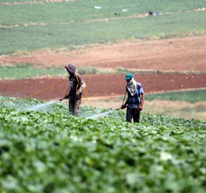 Palestinian-Farmers-Nablus