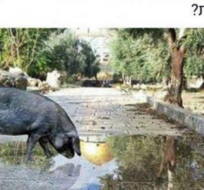 متطرف يهودي يروج صورة مفبركة لخنزير داخل الأقصى