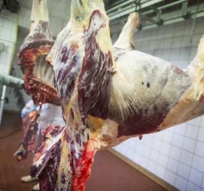 اغرب مما تتخيل : تناولوا لحوم الخيول والغزلان.. لن تصدّقوا فوائدها!