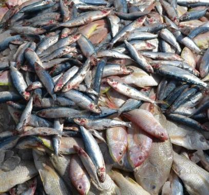 أسعار الأسماك الطازجة في أسواق غزة