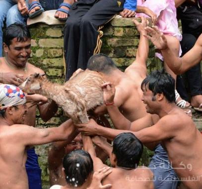 شاهدابالصور : منذ 900 عاما ... تمزّق الماعز 