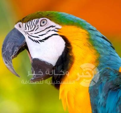 شاهدوا : أنثى ببغاء تنقذ منزل من الحريق