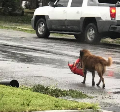 صورة كلب من أكثر الصور انتشارا في أمريكا هذه الايام !