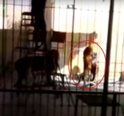 بالفيديو.. أسد يفترس مدربه أمام الأطفال بسيرك في مصر