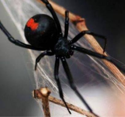 160928113903_spider_640x360_getty_825974_large
