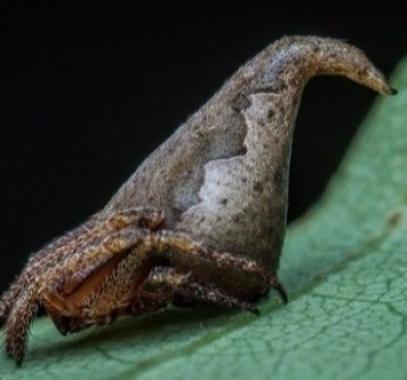 تعرفوا عليه : إطلاق اسم أحد سحرة 