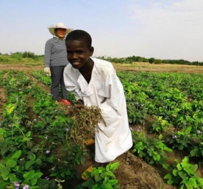 قطر تستثمر نصف مليار $ في الزراعة بالسودان.jpg