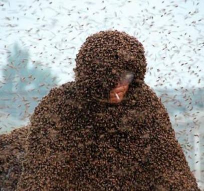 صيني-يسجل-رقم-قياسي-في-حمل-مليون-نحلة-على-جسده-jpg-45716495377453020