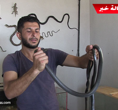 بالفيديو: شاب يُتقن فن تربية وترويض الأفاعي داخل منزله في غزة