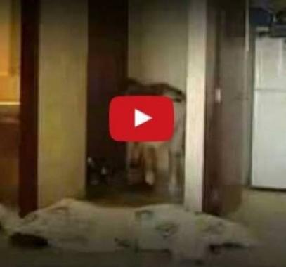 بالفيديو : شاهدوا جريمة قتل سوزان تميم كيف تمت بشكل مروّع!