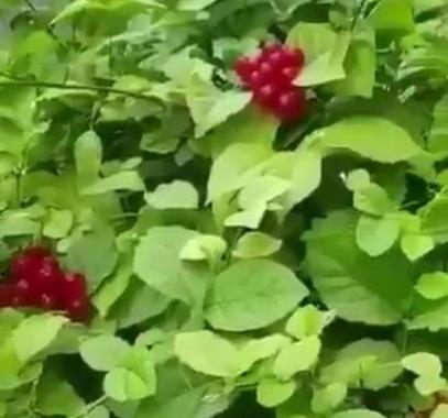 شاهد بالفيديو: شجرة تحمل 10 أنواع من الفواكه في آن واحد