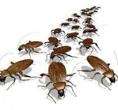 لماذا خلق الله الصراصير ؟