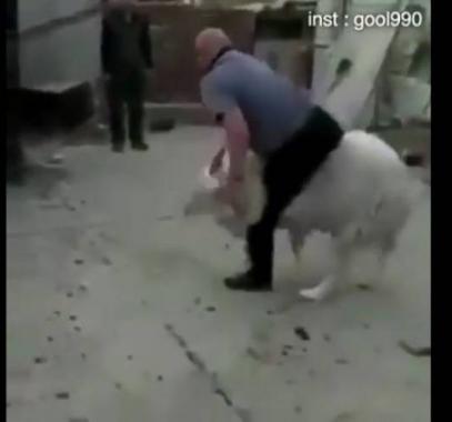 بالفيديو : خروف يلقن صاحبه درساً لا ينساه جرّاء إزعاجه له!