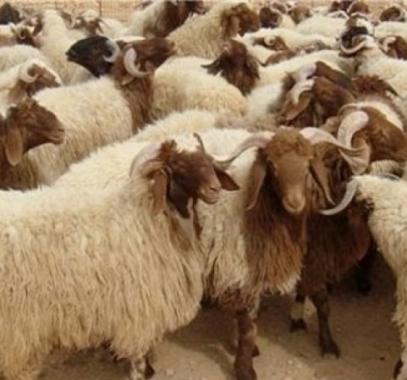 عيد الاضحى