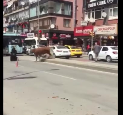 شاهدوا : ما فعله ثور هائج بامرأة في الشارع !