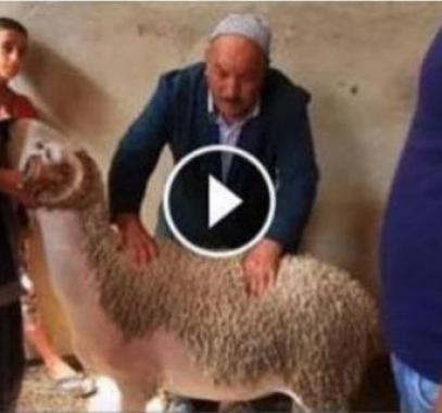 37F9EF1000000578-0-image-m-94_1473175788670_684398_large