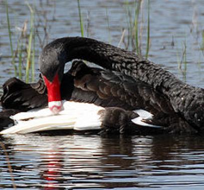 330px-Cygnus_atratus_-_preening_feathers
