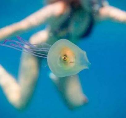 160607163320-tim-samuel-jellyfish-fish-1-exlarge-169-115659-large-jpg-28453302412714967