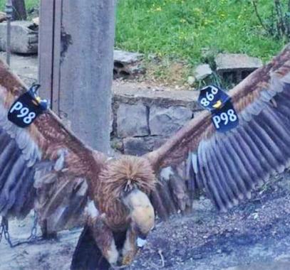 web-vulture-twitter-jpg-06413882504504333