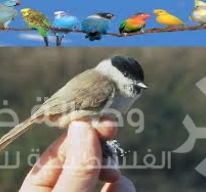 عصفور يدفع امرأة لخلع زوجها