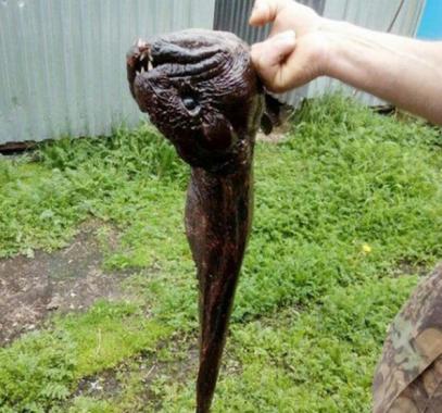 شاهد.. صياد يمسك بسمكة غريبة لها أسنان حادة وجسم ثعبان بحر   