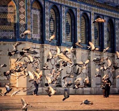 jerusalem birds