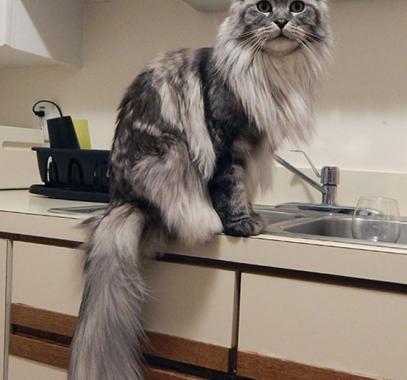 maine-coon-cats-14__605