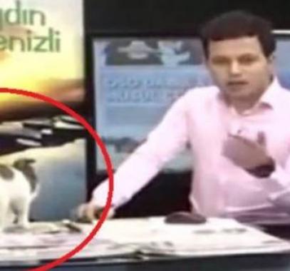 التقاط