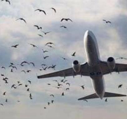 طيور تهدد طائرات لبنان.. وخوف من كارثة قادمة!