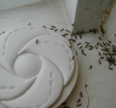 ants-600x450