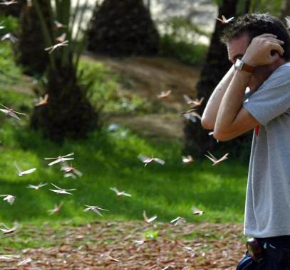 دراسة: 3.5 تريليون حشرة تهاجر جنوب وسط إنجلترا