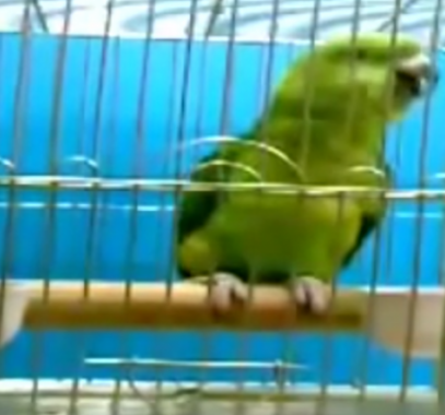 بالفيديو : ببغاء يقرأ القران بصوت واضح والسبب غريب ؟!