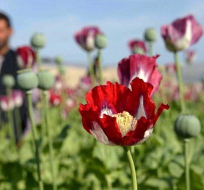 أفغانستان.. ارتفاع كبير بإنتاج الأفيون