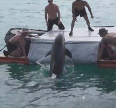 دلافين مدربة بأيدٍ إسرائيلية للعثور بالفيديو: دلافين مدربة بأيدٍ إسرائيلية للعثور على غواصين 