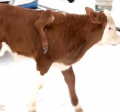 بالفيديو :  مزارع صيني يُفاجأ بولادة عجل بساقٍ زائدة في ظهره!