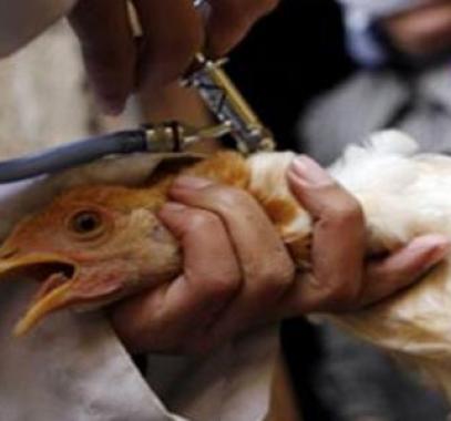 الإمارات تكشف سبب حظرها استيراد الطيور الحية من السعودية