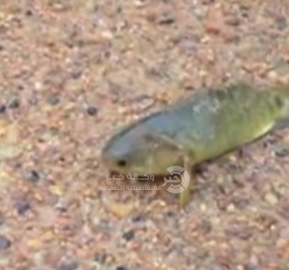 سمكة