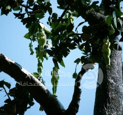 gallery-preview(3)