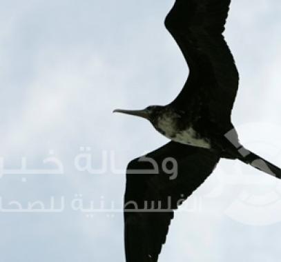 طيور