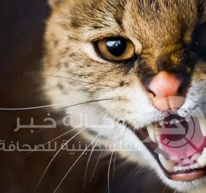 قطط متوحشة 