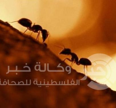 حركة مرور النمل