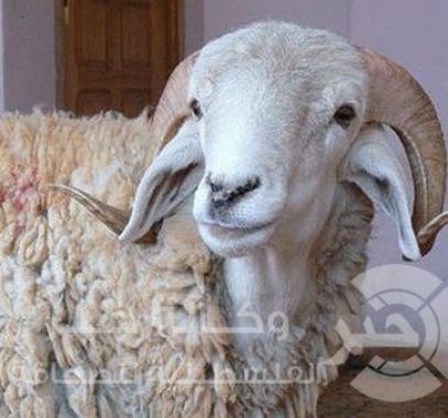 أضاحى العيد 