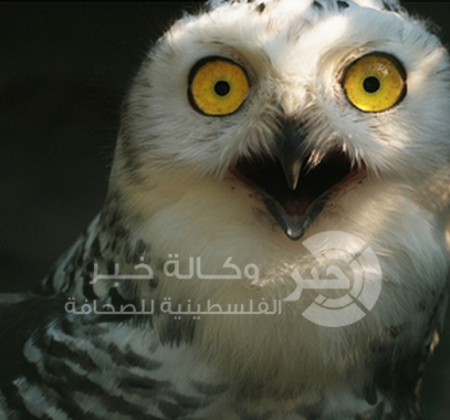 حيوانات تندهش