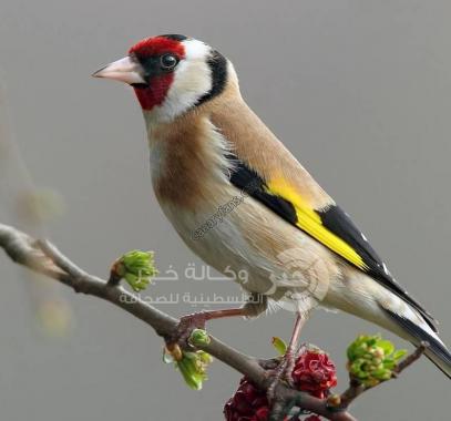 طائر الحسون
