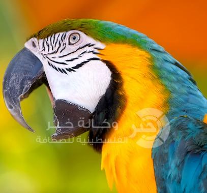 ببغاء