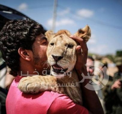 نقل أسد ولبؤة من غزة إلى محمية طبيعية بأفريقيا
