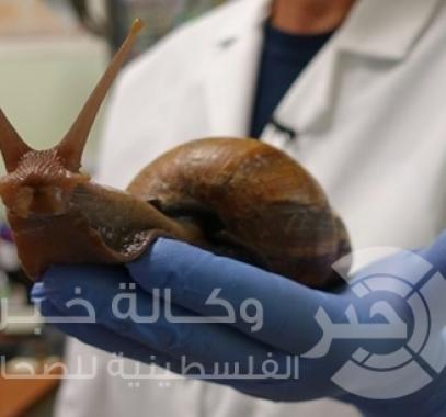 حلازين عملاقة
